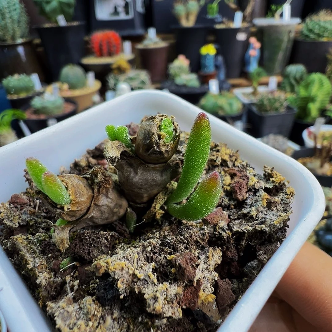 闭光环带盆发货不脱土