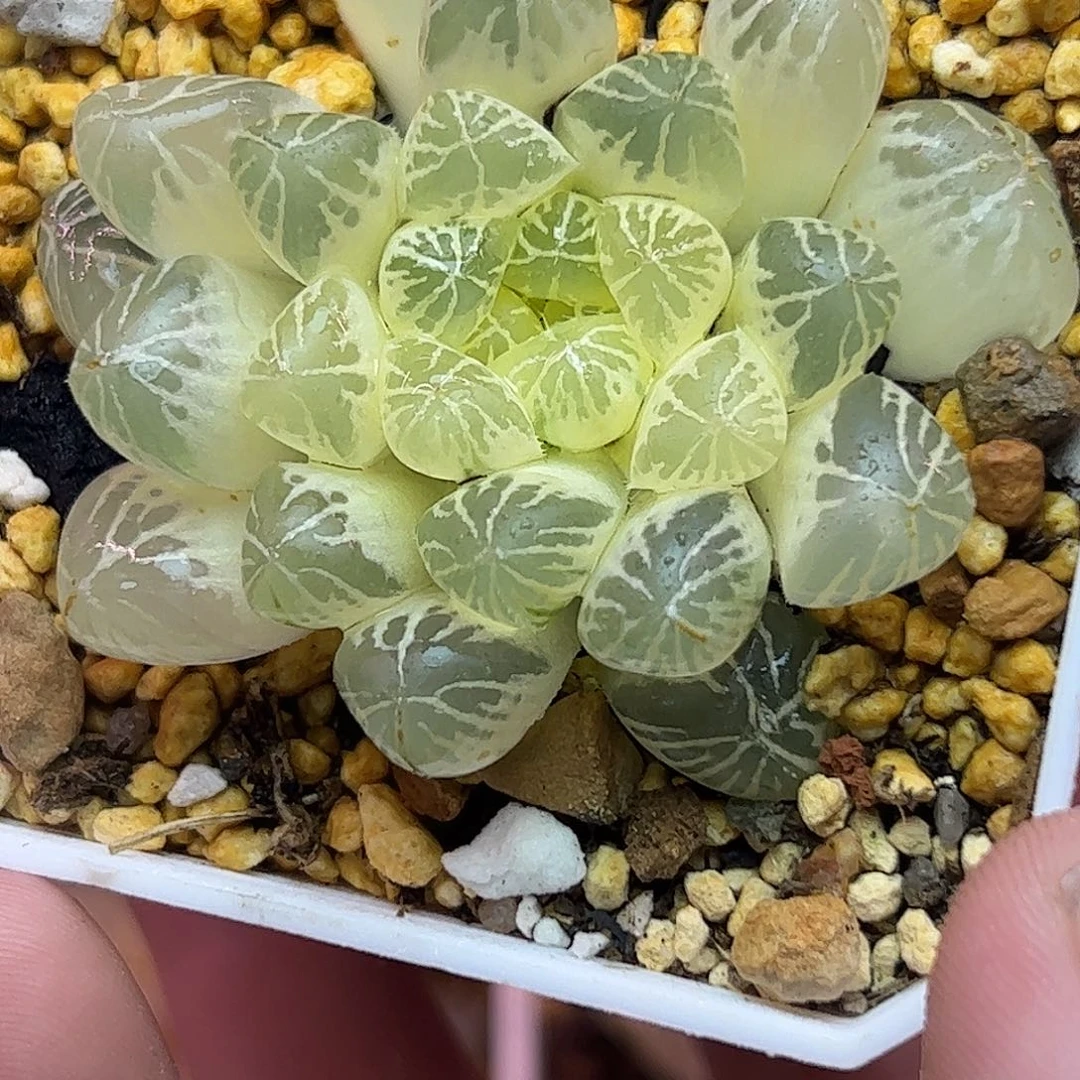 六公分塑料皮母本糊斑