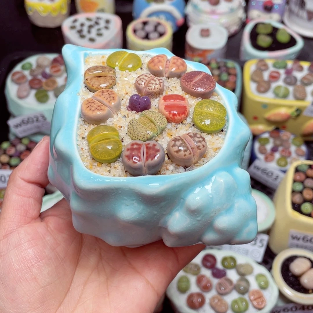 w6042 -零下地区拍保温箱-15支持寄养