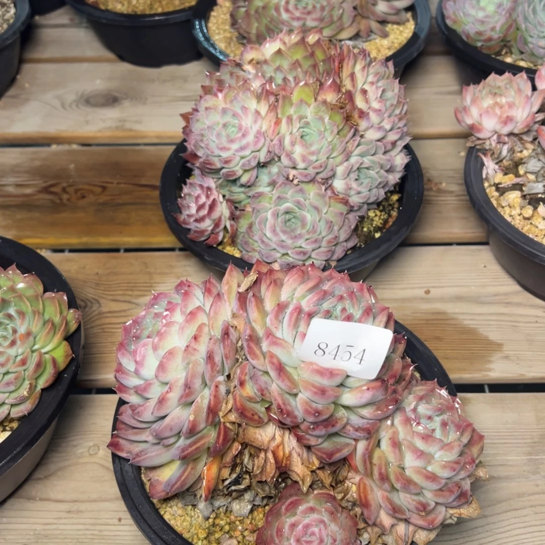 简*8454肉多哦多哟肉多哦