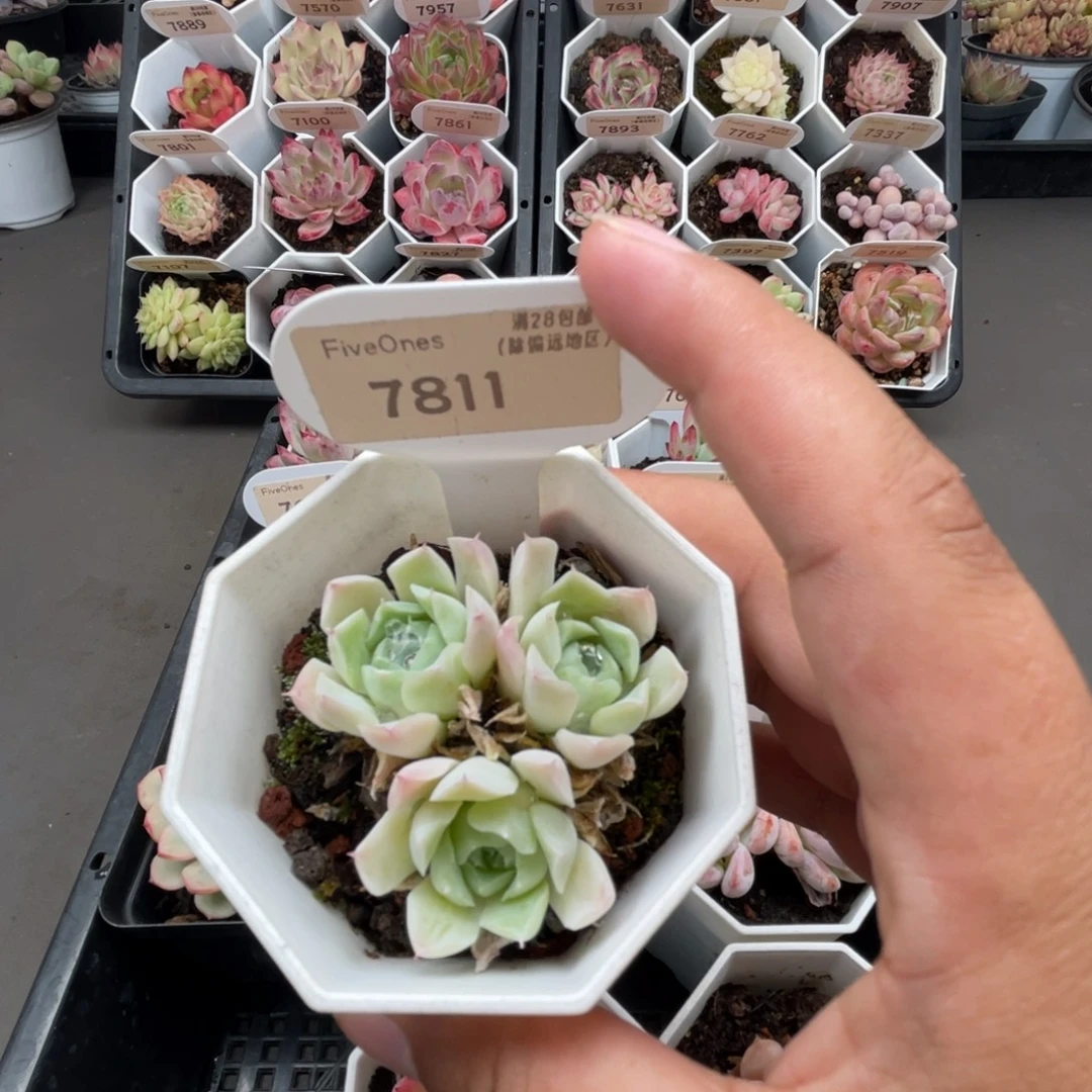 7811沁  心4.5厘米