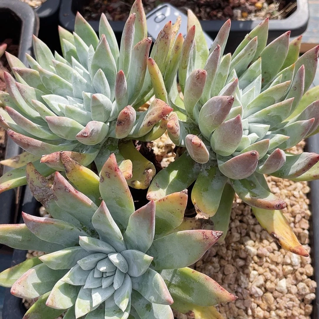 帕翠纱二代老桩0451