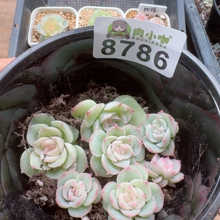 多肉植物多肉植物