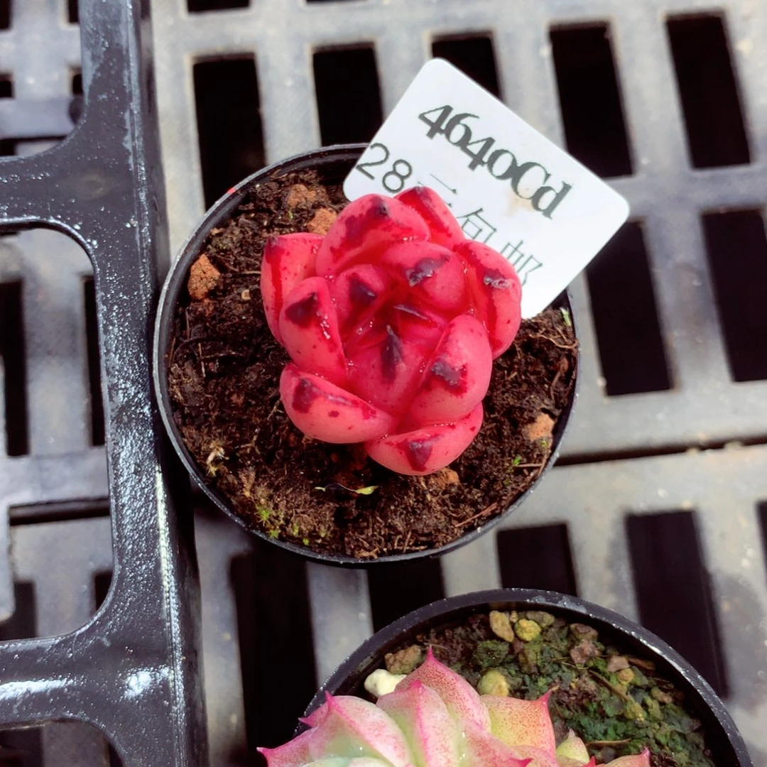 5厘米盆精控多肉4640