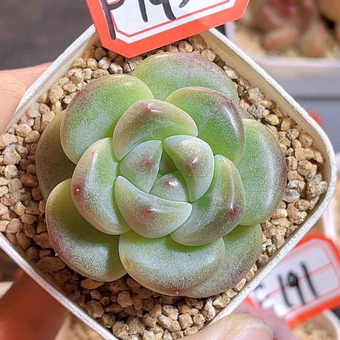 F193一物一拍 金玉良缘