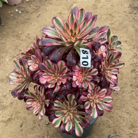 810香奈儿多肉法师