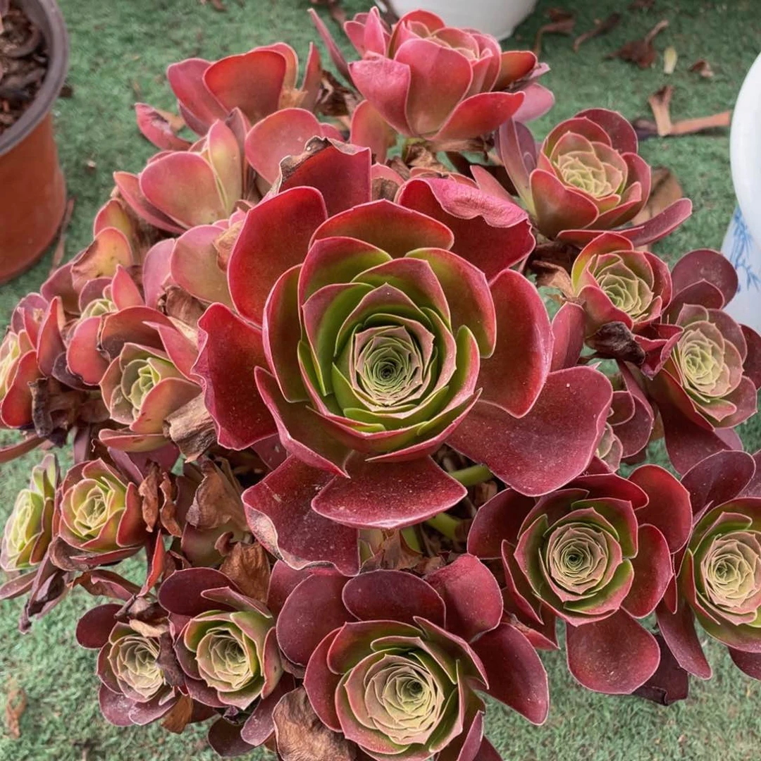779魅金玫瑰精品法师多肉