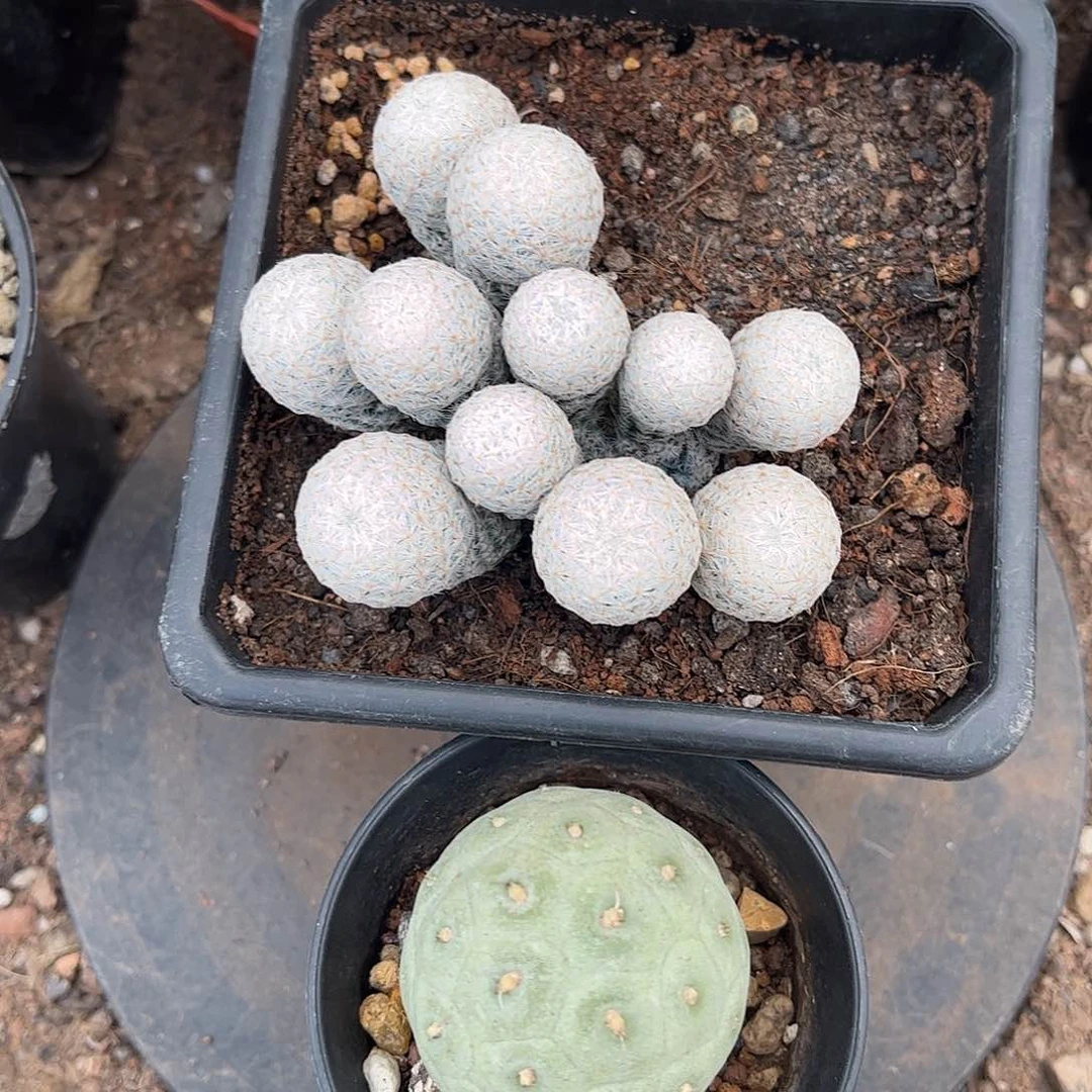 一***世无花朵徐置业百鸟群升总得两颗