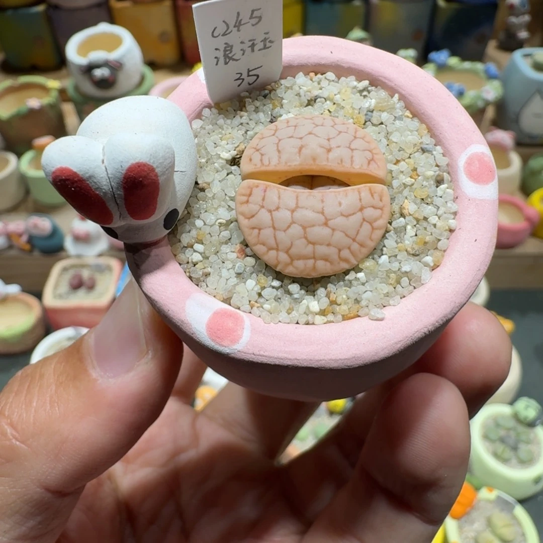 蘑菇1032浪汗多肉植物