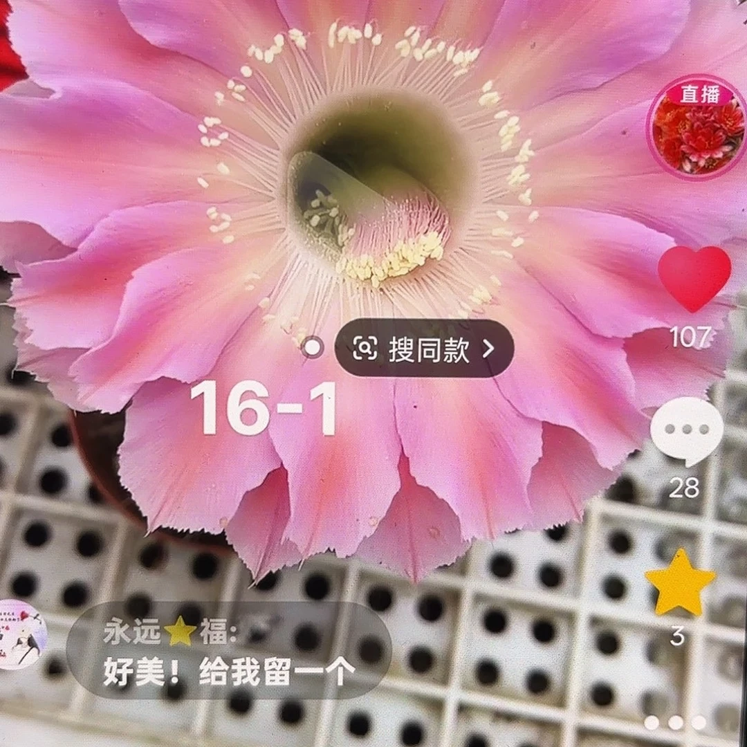 16-1彩5公分侧牙20包邮10