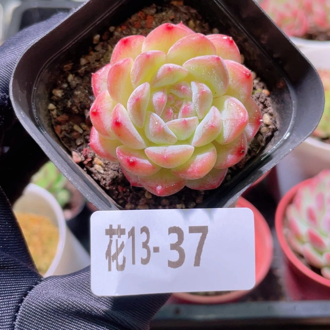 花利美13-37白桃汽水