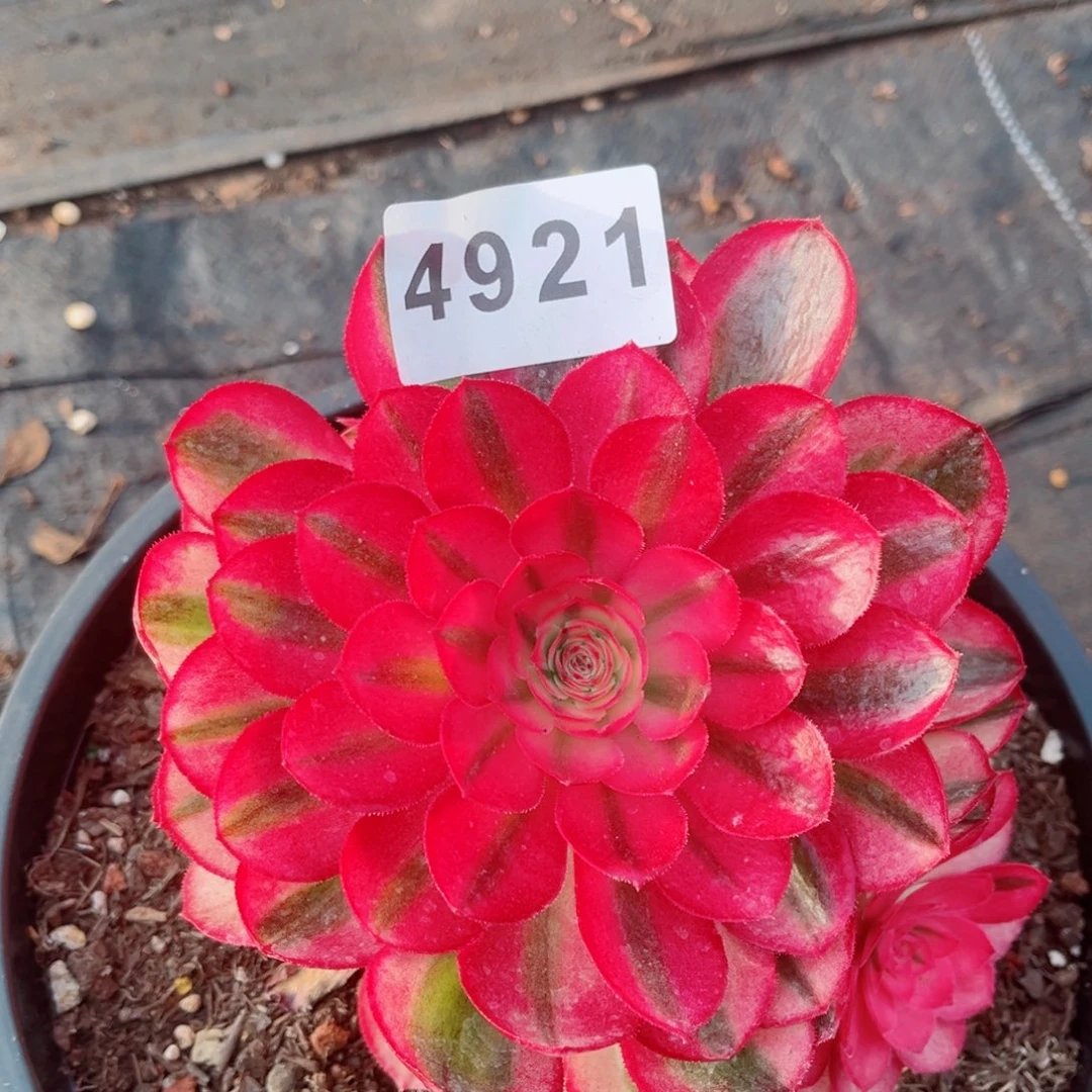 荔枝多肉发货发货