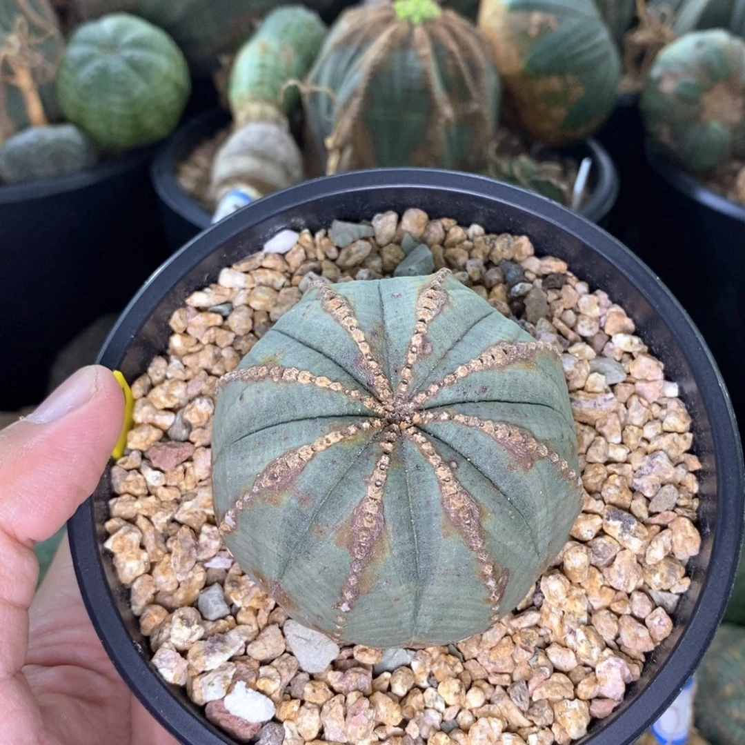 40欧系实生布纹球多肉植物