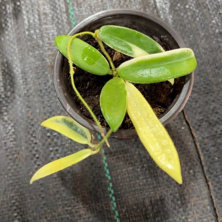 刚***客完全开放香花外锦球兰