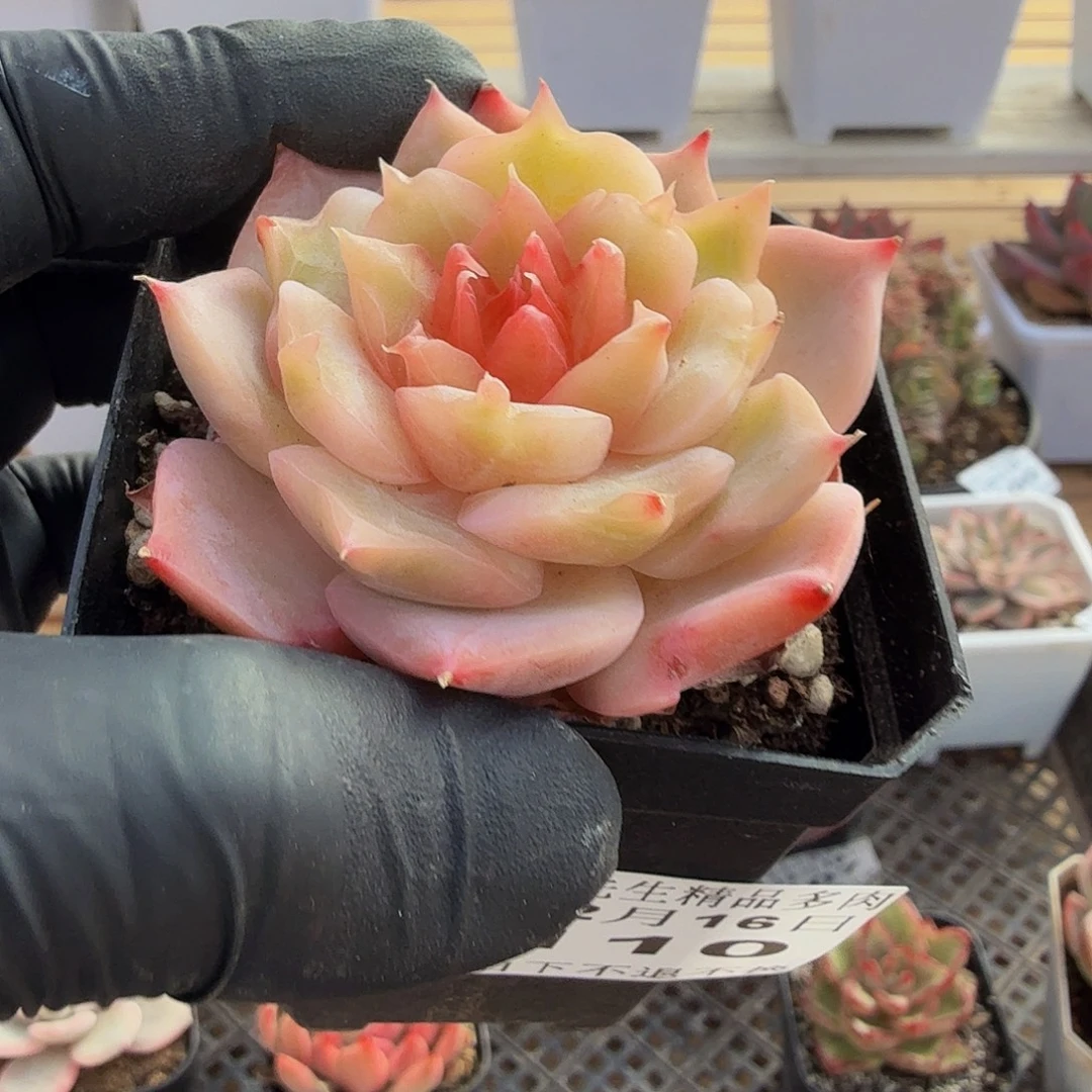 1216-110溏心单头a