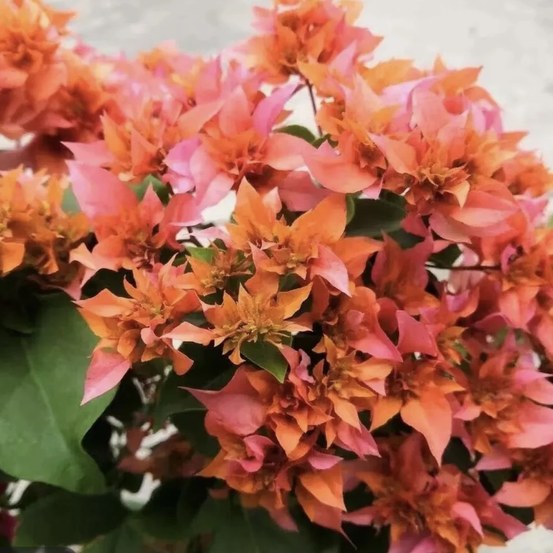 【重瓣橙】三角梅花卉四季开花适合阳台庭院种植