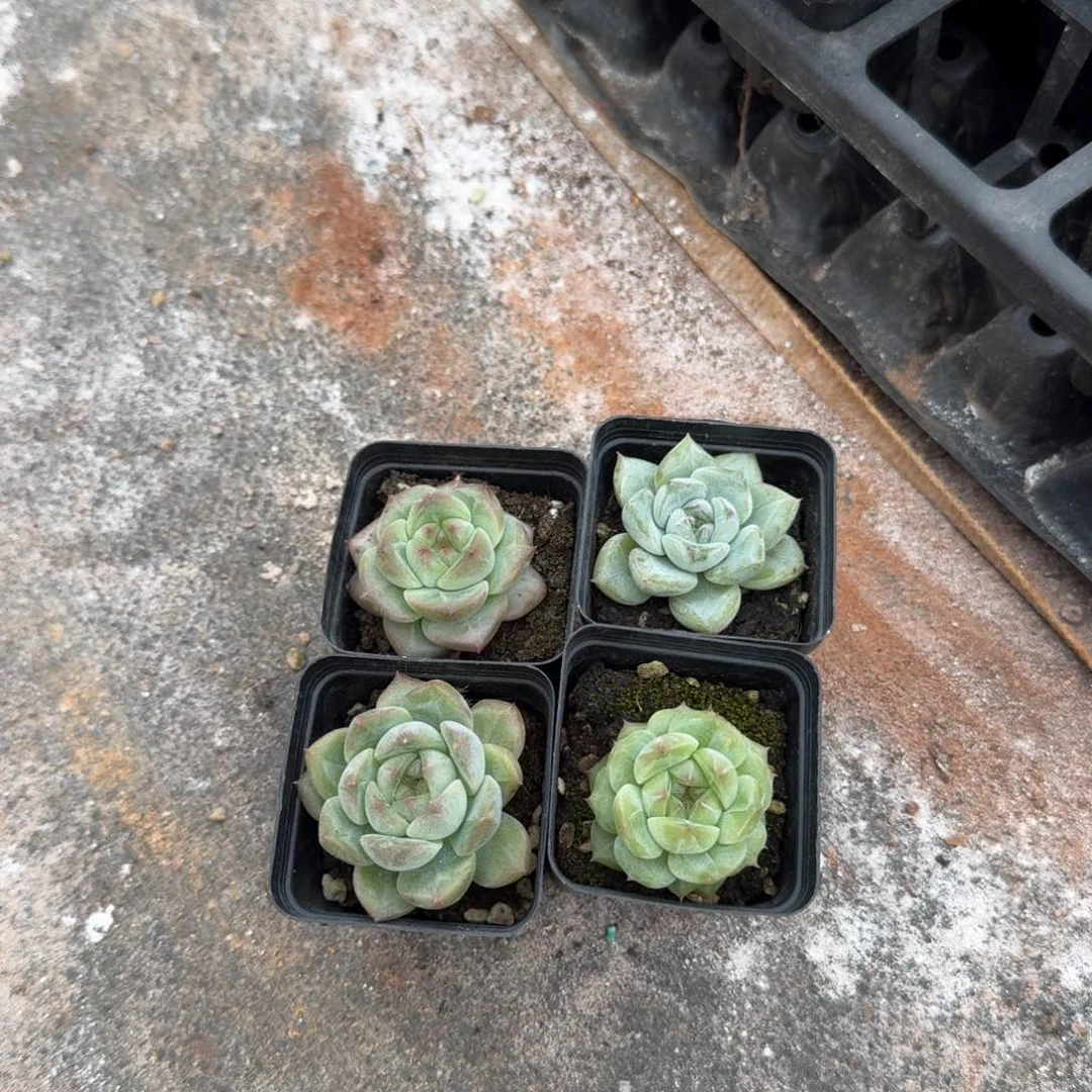 珍妮四颗量拍发货22-23