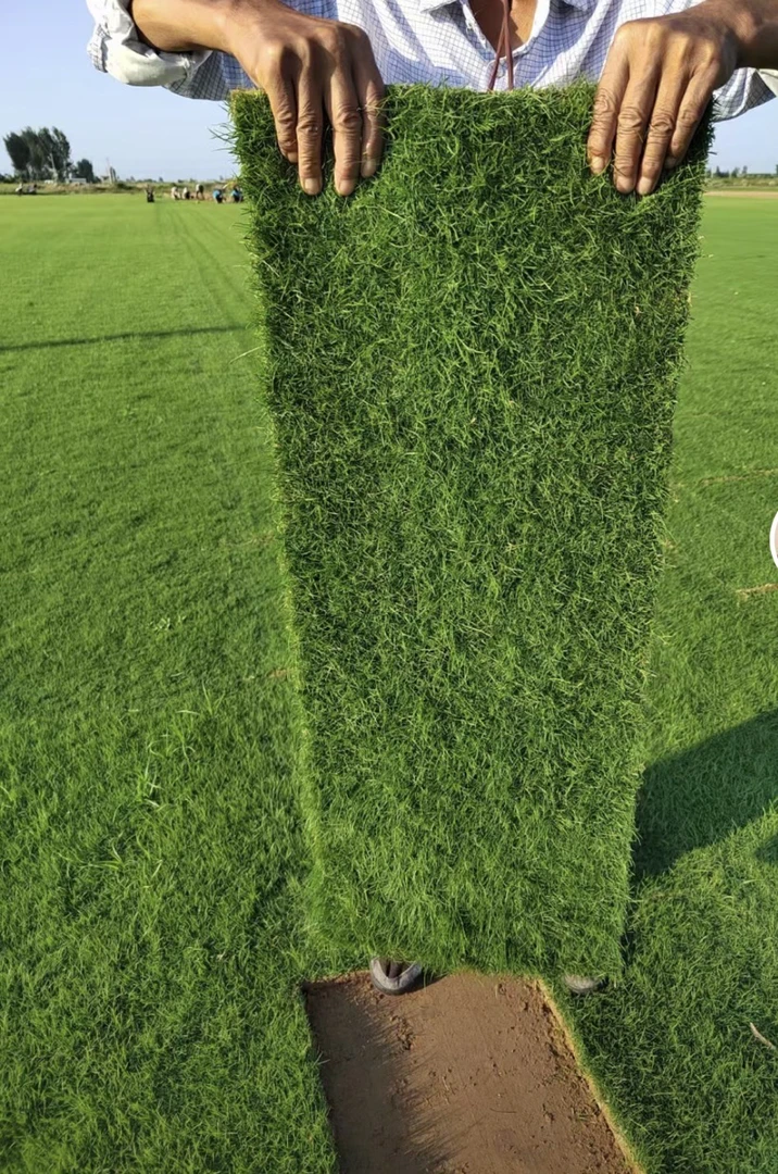 真草坪，耐寒耐高温