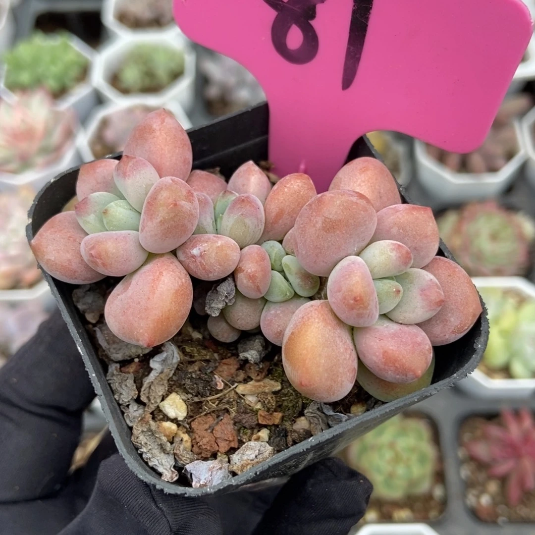 81洛神多肉植物多肉