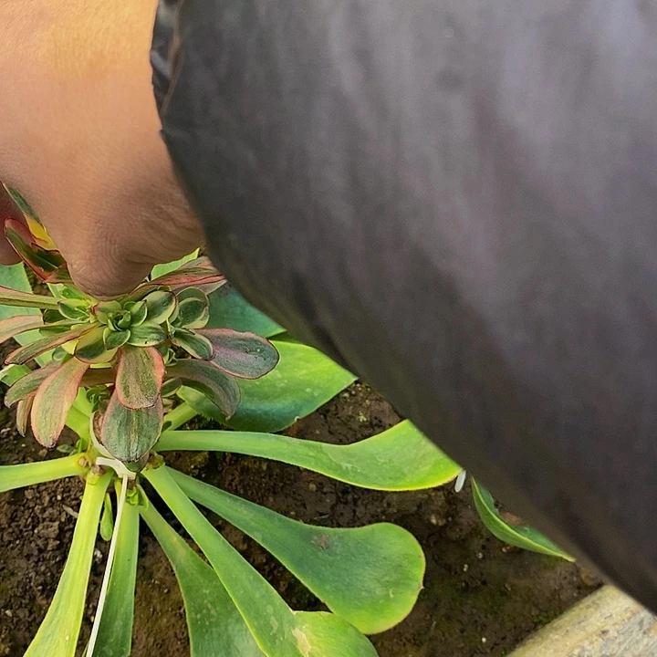 17001号媚金玫瑰锦带嫁接木