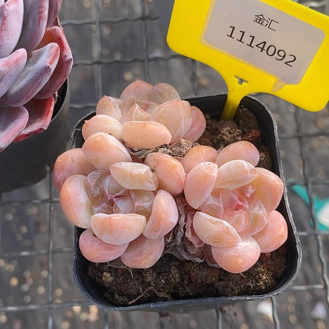 1114092珍妮，多肉植物