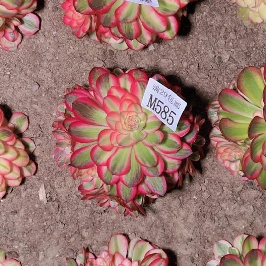 585倾城多肉植物