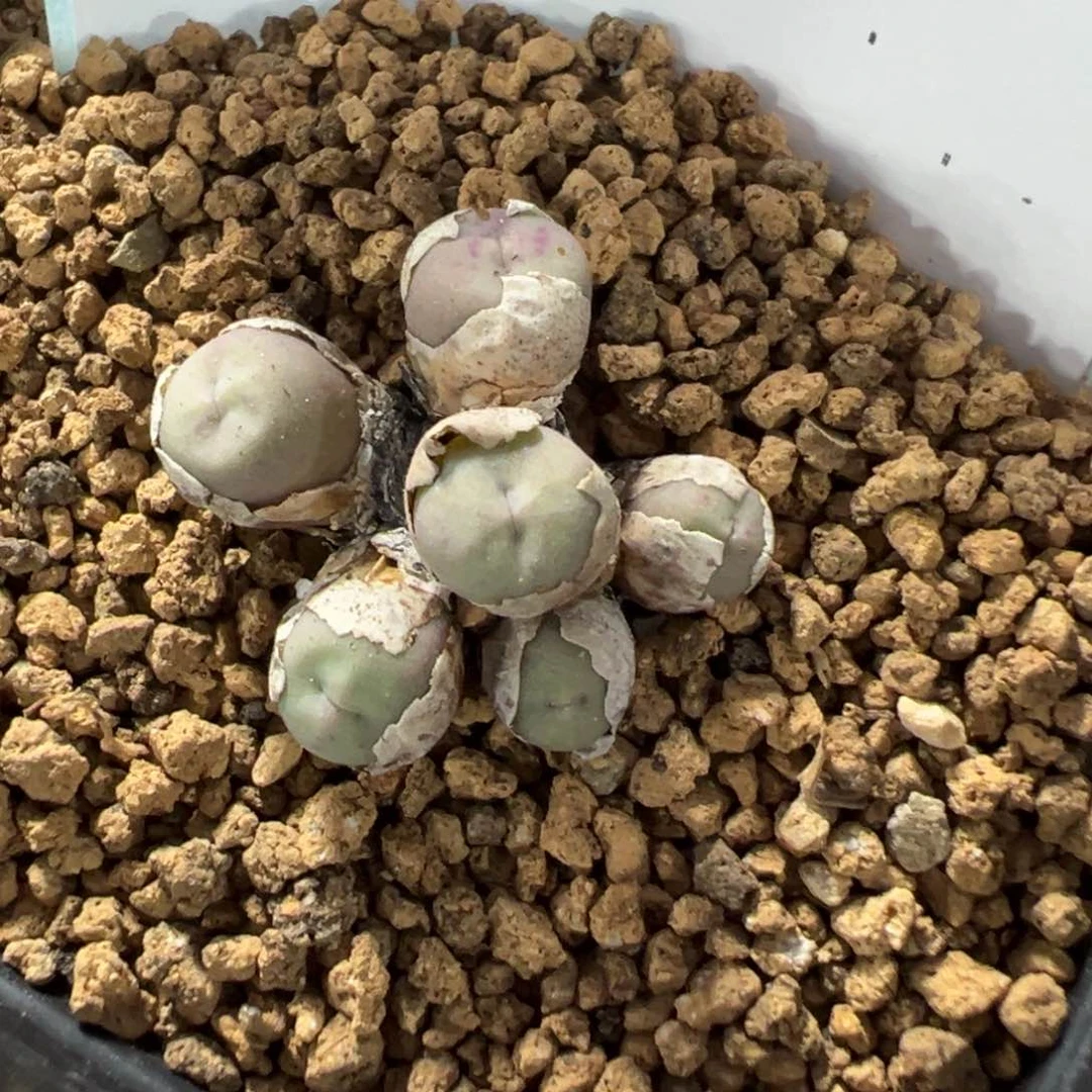 26-12肉锥多肉植物，