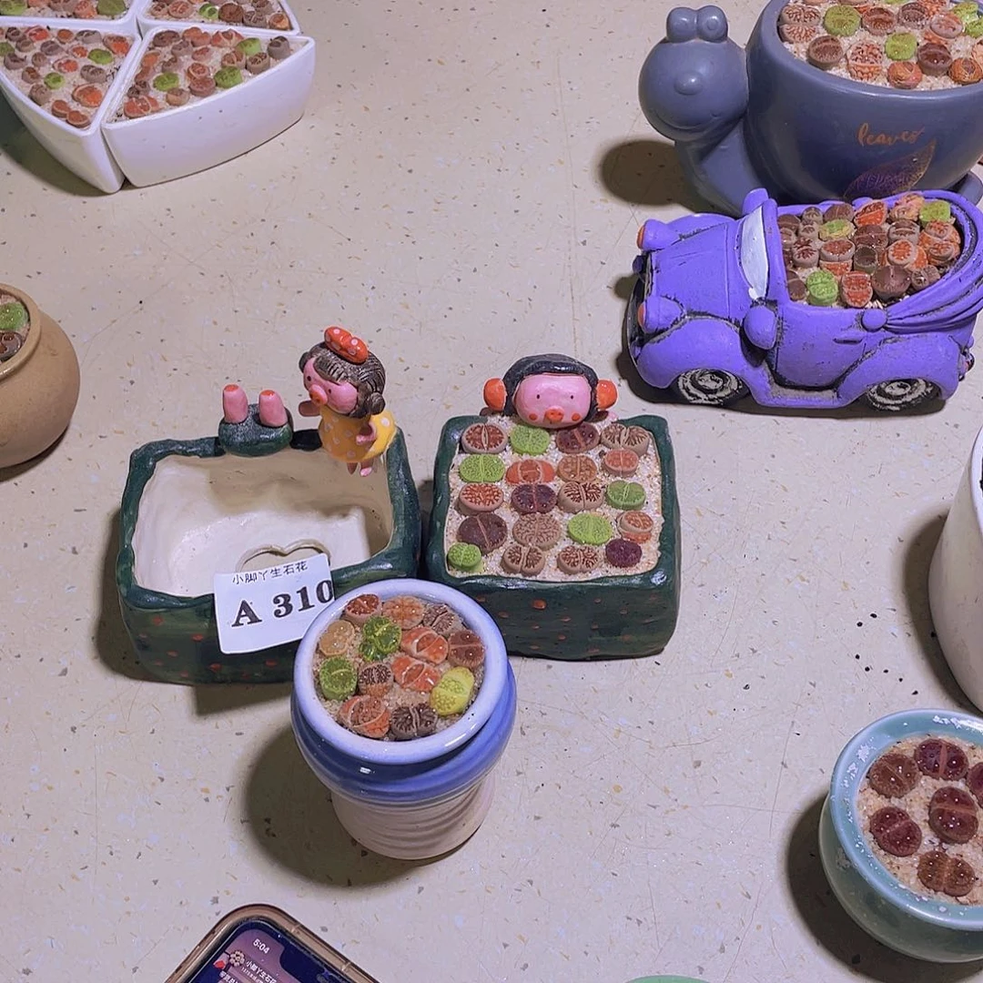 倩*贝310生石花生石花生石花