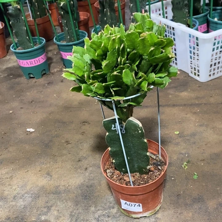 当前无花栽培后可以开花温**和074嫁接048