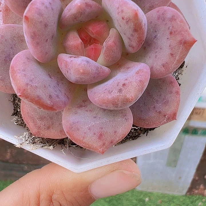 单头爱丽儿19包邮