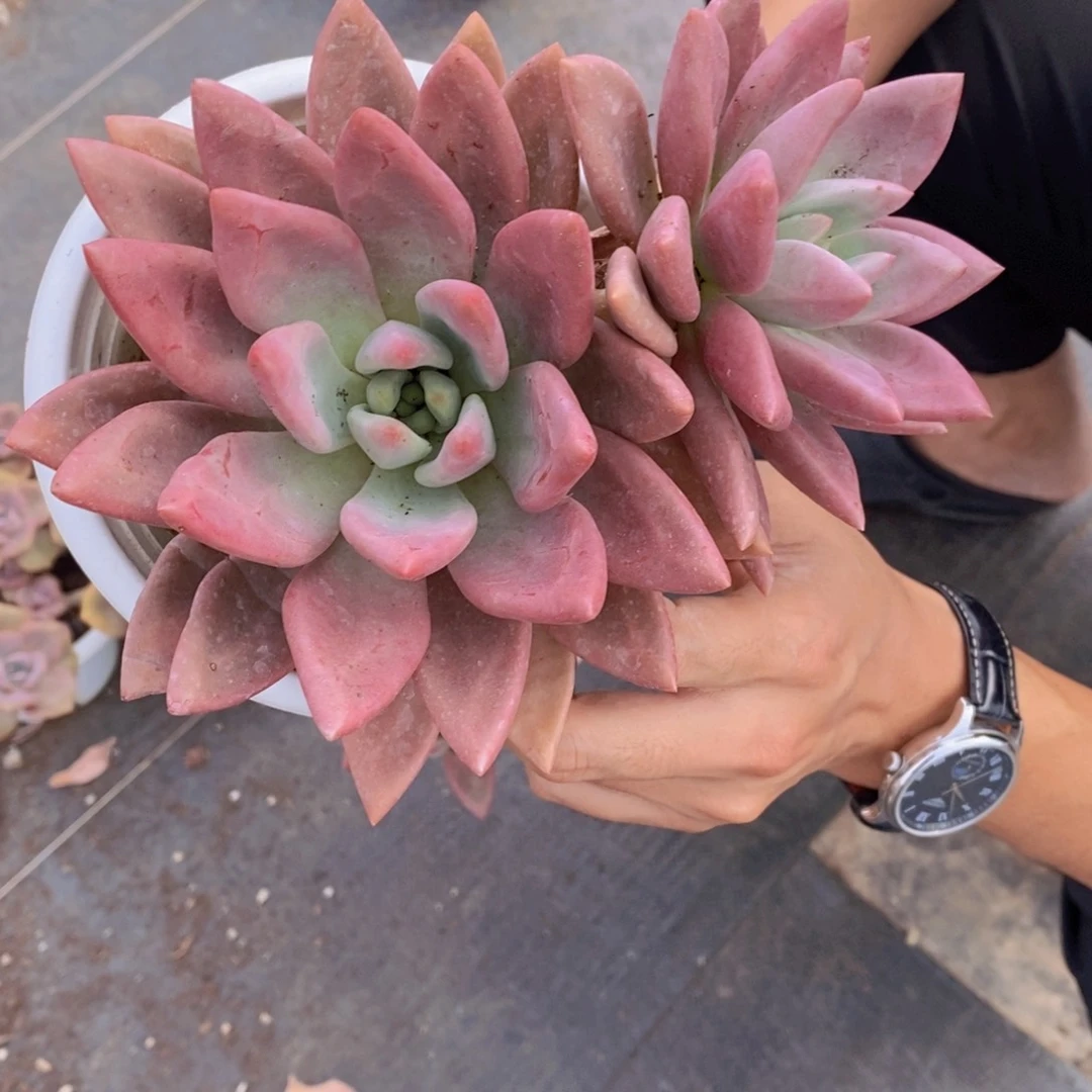 大单头带仔桃花源三盆