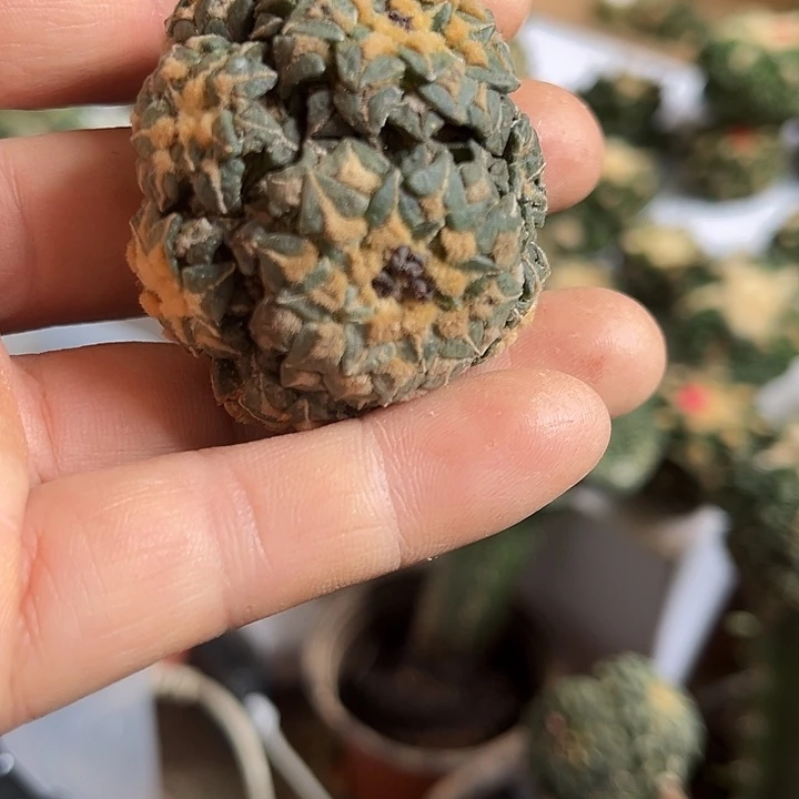 苗接姬牡丹群一颗