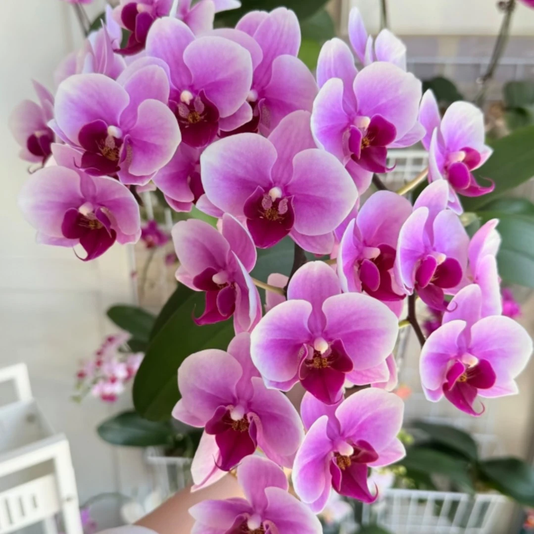 【绝代双骄】蝴蝶兰3.0杯带花剑丝绒质感中大花长花期爆花机名贵品