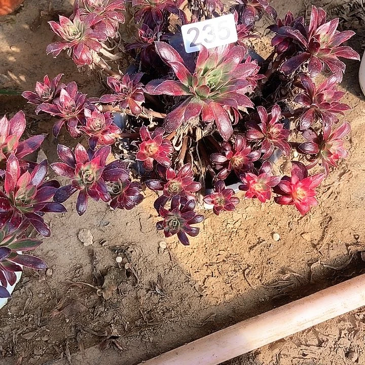 ✨**孔雀金235多肉不包断