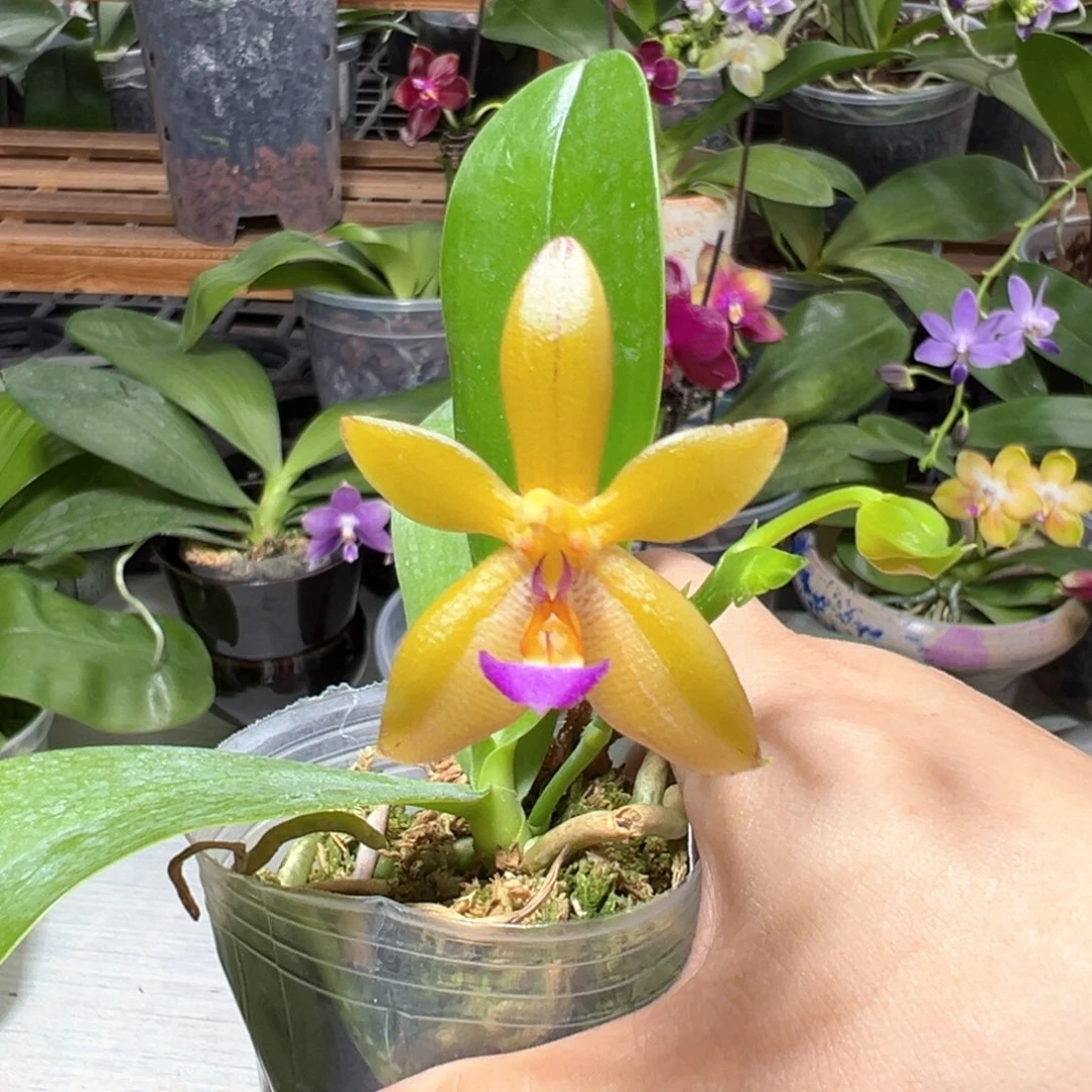 当前无花栽培后可以开花