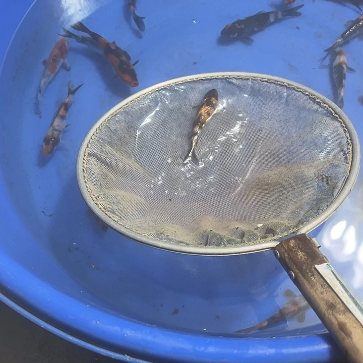 化***锦鲤锦鲤包邮到家