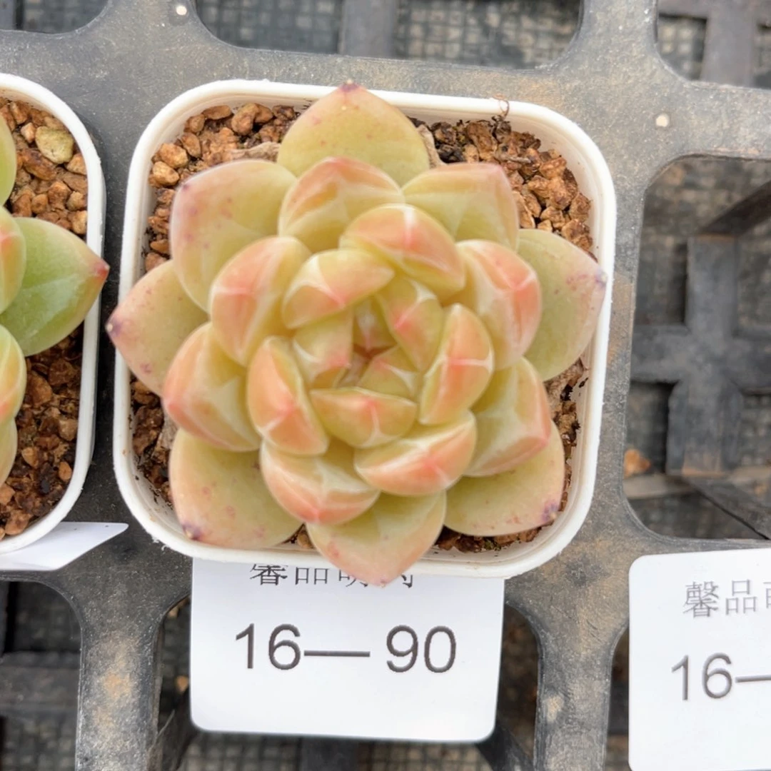 小白盆一物一拍16-90