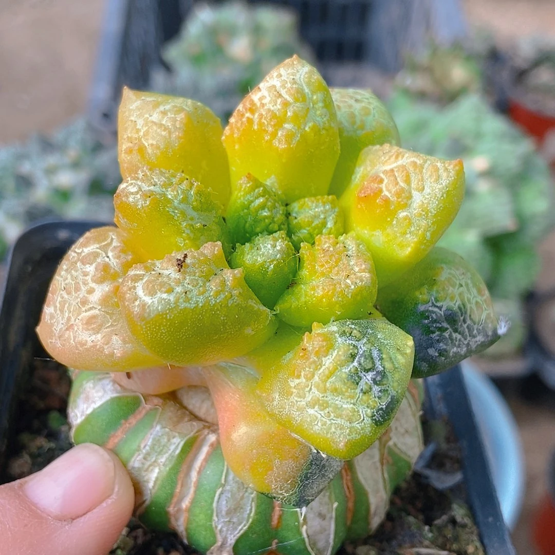 无花朵福利散斑龟甲牡丹锦001