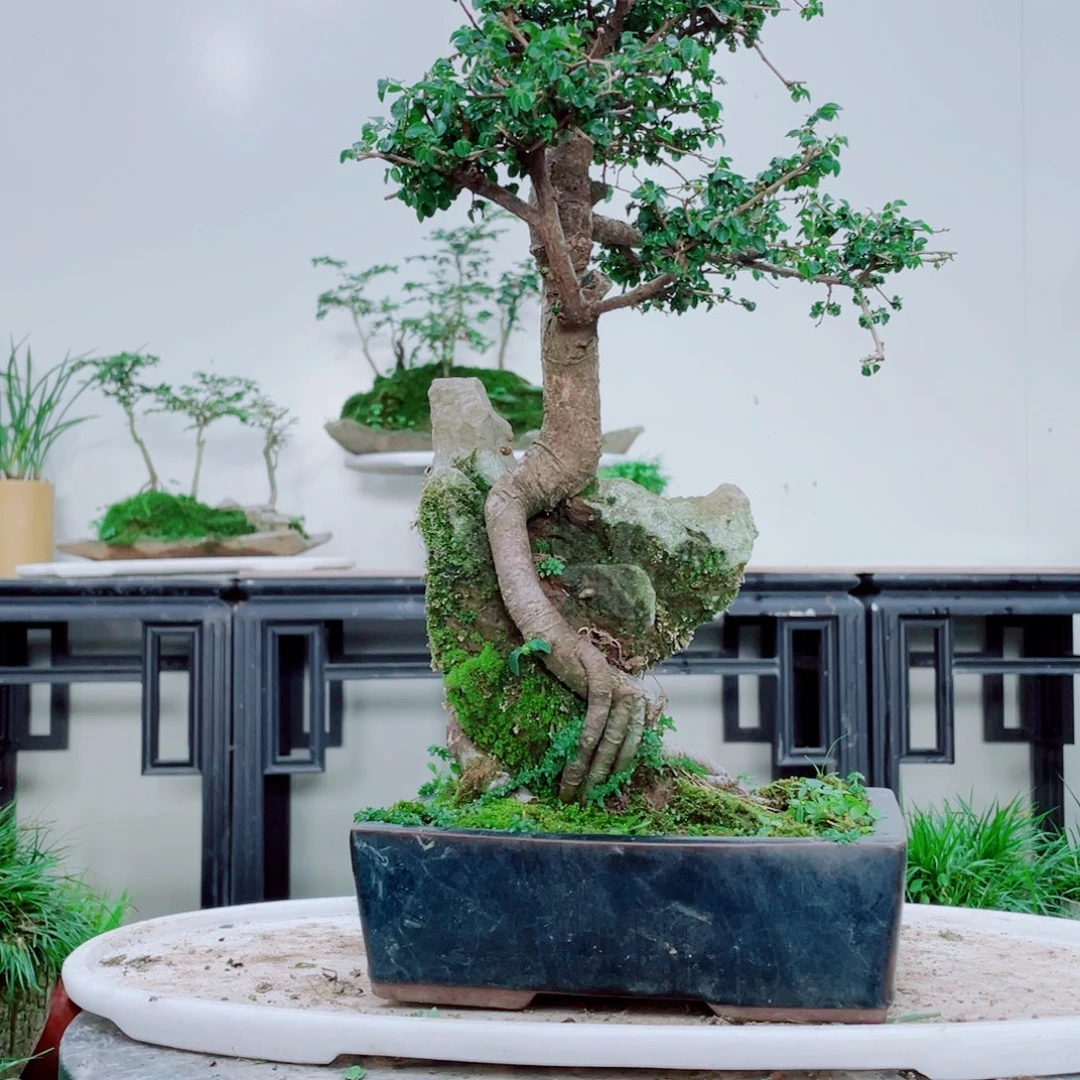 暖*铁线蕨铁线蕨铁线蕨