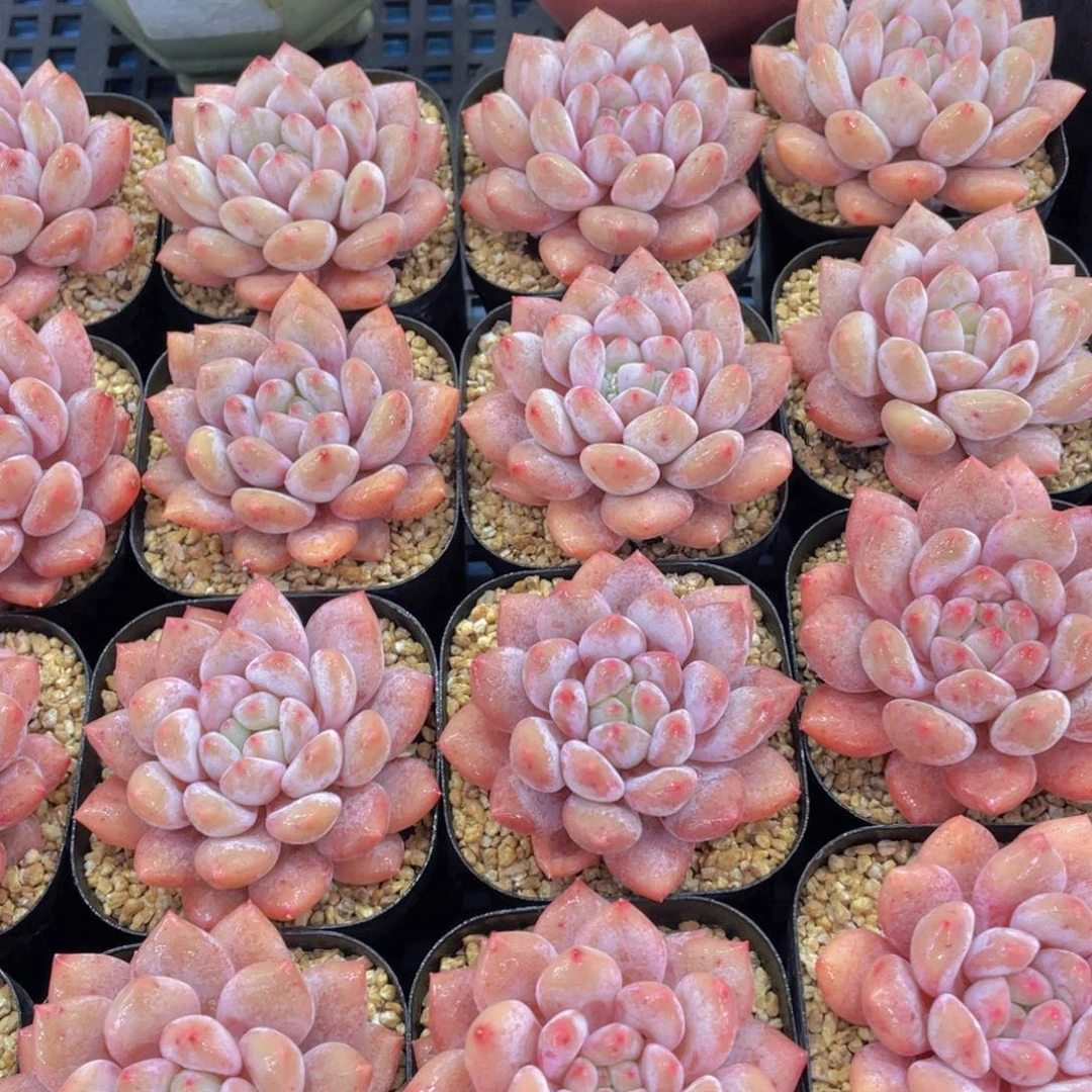 量拍13号全状态奶油半夏单头一个