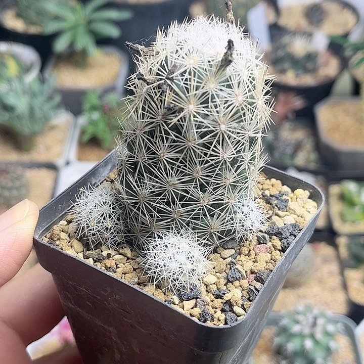 孤僻丸实生球群一颗