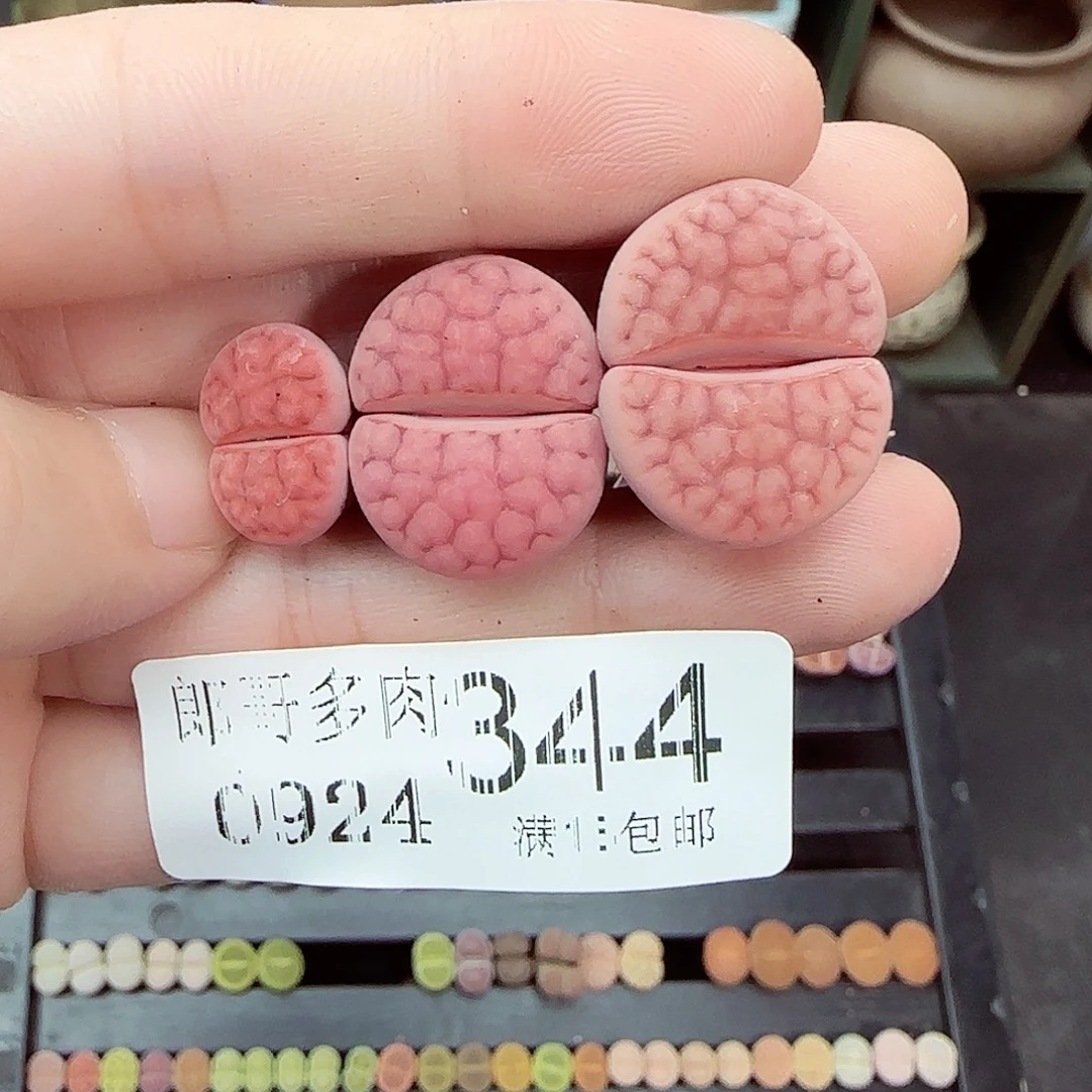 *****满满18包邮0924-344