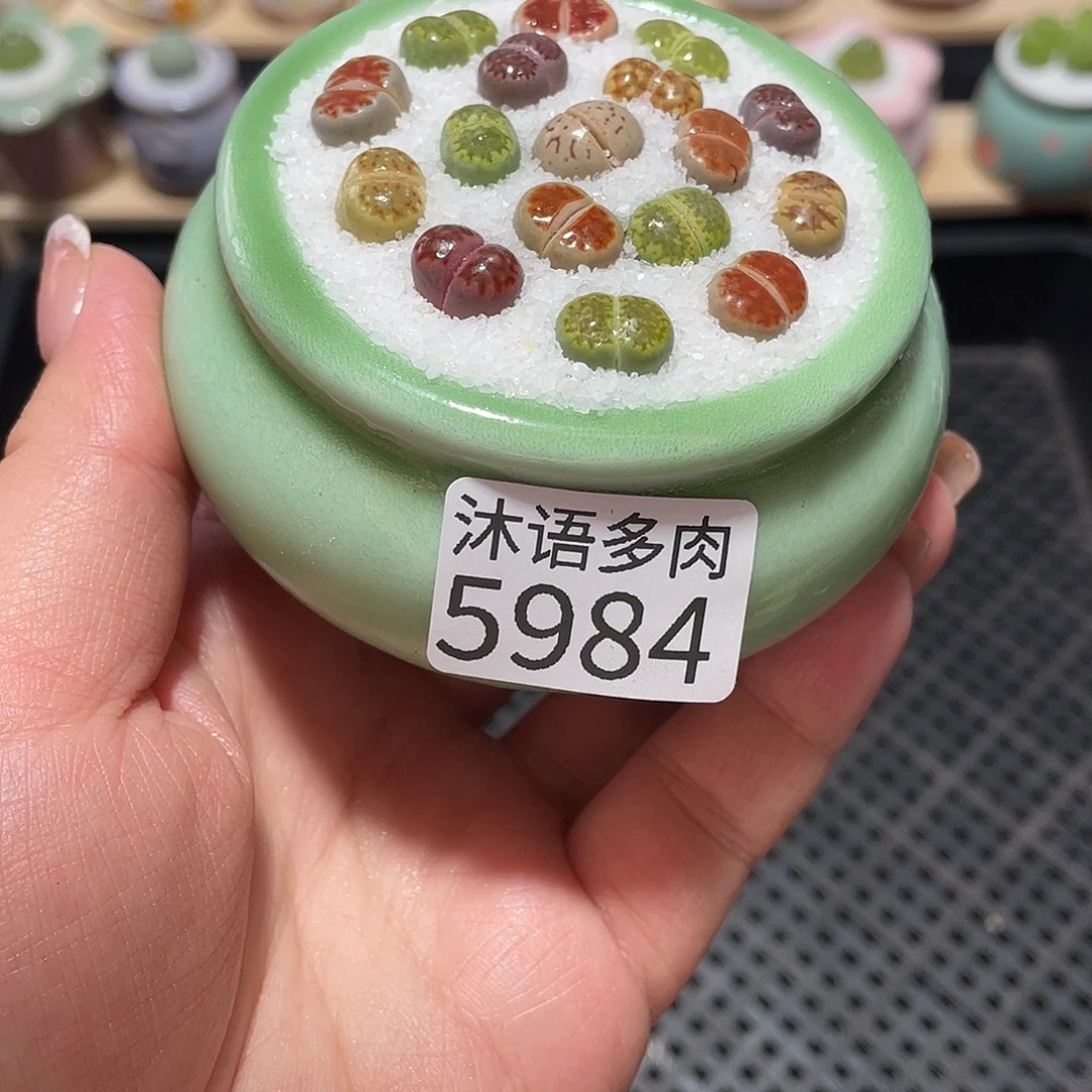 带盆土植物 一物一拍5984