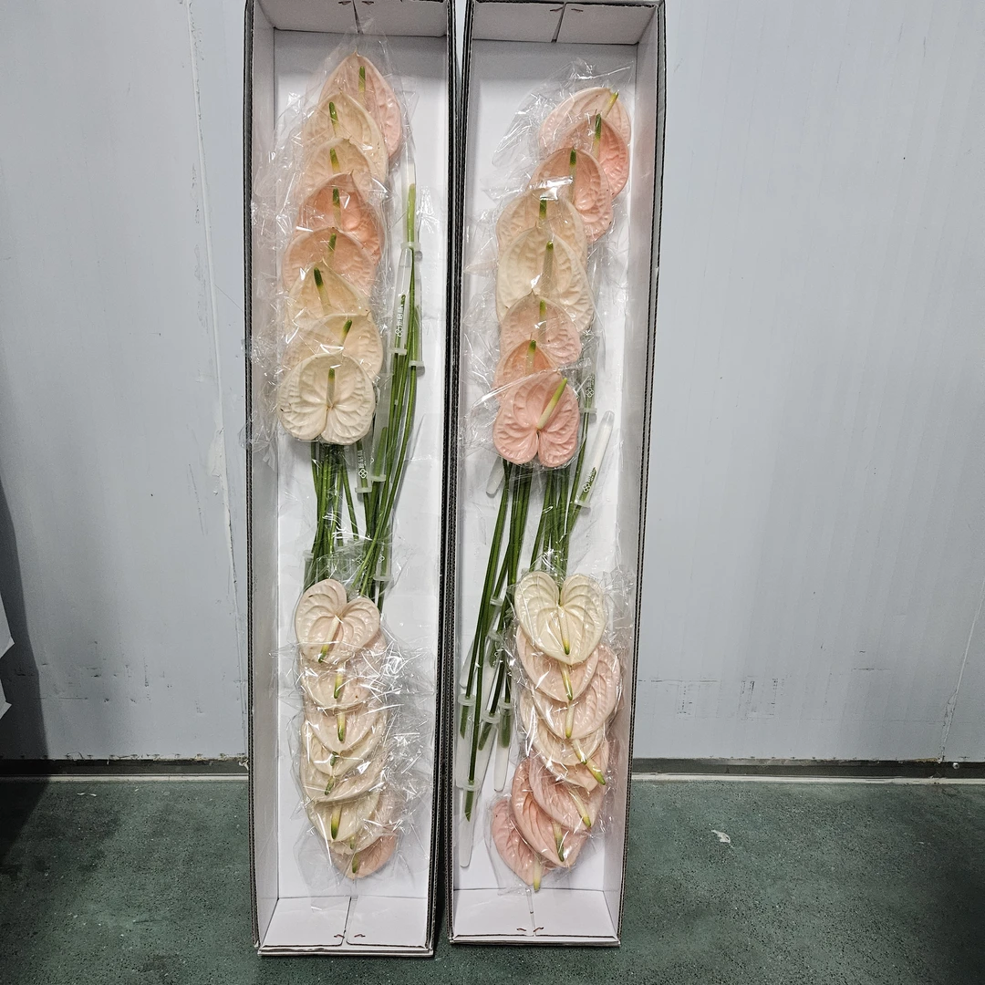 【掌品无限】干杯 【 有瑕无售后款】  红掌花卉花卉室内植物耐放