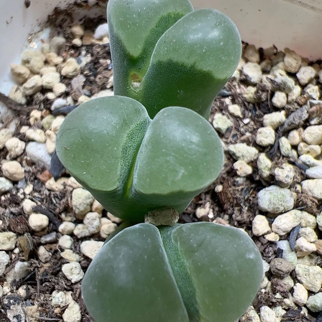 【闪购商品】297 极窗