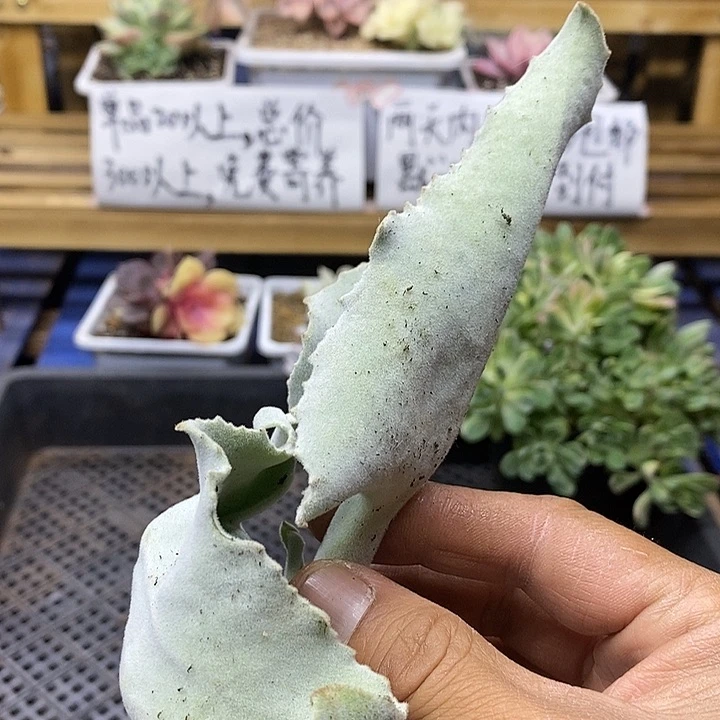 子*：05241 白衣头盖多肉