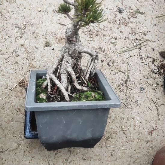 红陶精品矮霸老桩松树