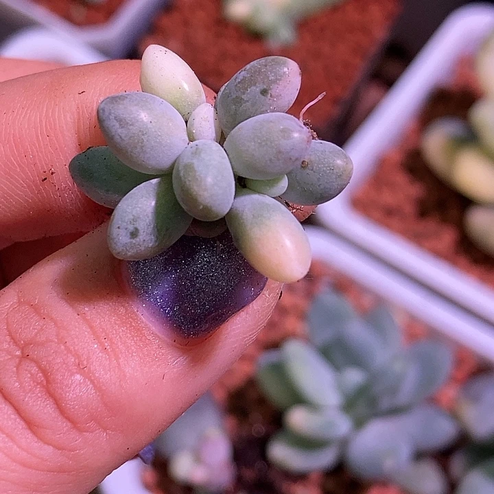 婴儿手指锦多肉植物