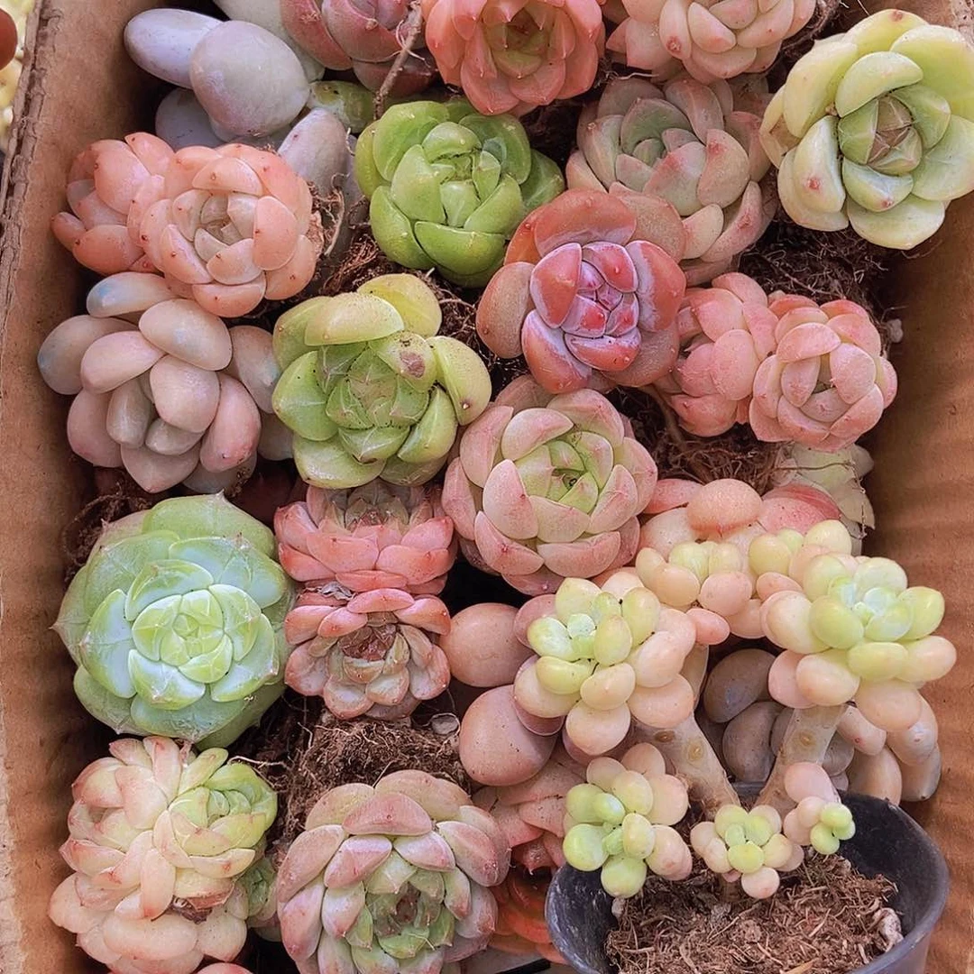 0000000001量拍保底20颗