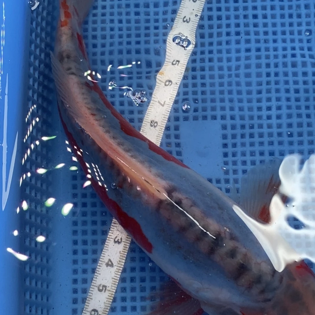 锦鲤冷水锦鲤包邮